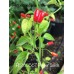 PI 260567 Pepper Seeds PI 260567 Pepper Seeds