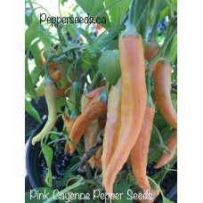 Pink Cayenne Pepper Seeds 