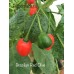 Brazilian Red Olive Pepper Seeds