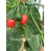 Brazilian Red Olive Pepper Seeds