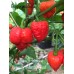 Jig Saw x Trinidad Scorpion Moruga Red Pepper Seeds