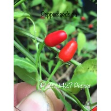 PI 260427 Pepper Seeds PI 260427 Pepper Seeds