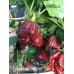 7-Pot lava Chocolate Pepper Seeds 7-Pot lava Chocolate Pepper Seeds