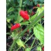 PI 260567 Pepper Seeds PI 260567 Pepper Seeds