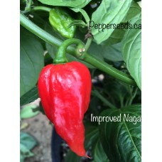Improved Naga Pepper Seeds 