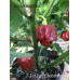 7-Pot lava Chocolate Pepper Seeds 7-Pot lava Chocolate Pepper Seeds