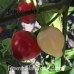 Pimento Barro do Rideiro Pepper Seeds Pimento Barro do Rideiro Pepper Seeds