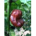 7-Pot lava Chocolate Pepper Seeds 7-Pot lava Chocolate Pepper Seeds