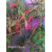 Pimento Oiseau Pepper Seeds Pimento Oiseau Pepper Seeds
