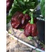 7-Pot lava Chocolate Pepper Seeds 7-Pot lava Chocolate Pepper Seeds