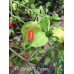 PI 260427 Pepper Seeds PI 260427 Pepper Seeds
