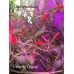 Pimento Oiseau Pepper Seeds Pimento Oiseau Pepper Seeds