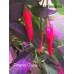 Pimento Oiseau Pepper Seeds Pimento Oiseau Pepper Seeds