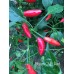 Baum Chilli Red Pepper Seeds 