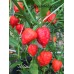 Jig Saw Pepper Seeds 