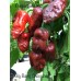 Big Bang Chocolate Pepper Seeds 