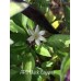 APS Black Cayenne Pepper Seeds