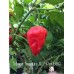 Tobago Treasure X 7-Pot BBG Red Pepper Seeds