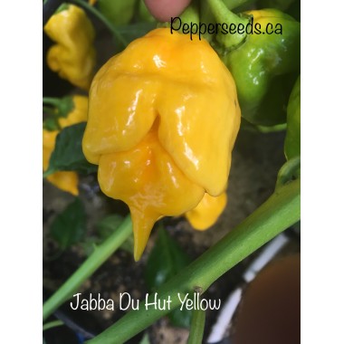 Jabba Du Hut Yellow Pepper Seeds 