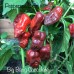 Big Bang Chocolate Pepper Seeds 