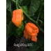 Andy's King BOC Pepper Seeds