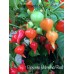 Biquinho Velmelho/Red Pepper Seeds Biquinho Velmelho/Red Pepper Seeds