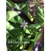 APS Black Cayenne Pepper Seeds