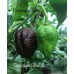 Chocolate Bhutlah Pepper Seeds