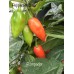 Rompador Pepper Seeds