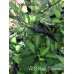 APS Black Cayenne Pepper Seeds