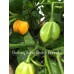Burkina Yellow Scotch Bonnet Pepper Seeds