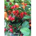 Biquinho Velmelho/Red Pepper Seeds Biquinho Velmelho/Red Pepper Seeds