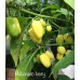 Habanero Ivory Pepper Seeds Habanero Ivory Pepper Seeds