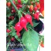 Biquinho Velmelho/Red Pepper Seeds Biquinho Velmelho/Red Pepper Seeds