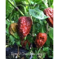 7-Pot Borg 9 Chocolate Long Pepper Seeds