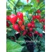 Biquinho Velmelho/Red Pepper Seeds Biquinho Velmelho/Red Pepper Seeds