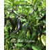 APS Black Cayenne Pepper Seeds