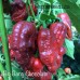 Big Bang Chocolate Pepper Seeds 