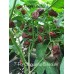 7-Pot Chaguanas Chocolate Pepper Seeds