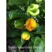 Burkina Yellow Scotch Bonnet Pepper Seeds