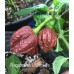 Nagabrains Chocolate Pepper Seeds