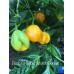 Burkina Yellow Scotch Bonnet Pepper Seeds