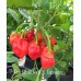 7-Pot Bubble Gum X Tobasco Red Pepper Seeds