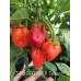 7-Pot Bubble Gum X Tobasco Red Pepper Seeds