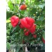 Tobago Treasure X 7-Pot BBG Red Pepper Seeds