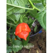 Jabba Du Hut Red Pepper Seeds 