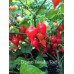 Biquinho Velmelho/Red Pepper Seeds Biquinho Velmelho/Red Pepper Seeds