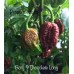 7-Pot Borg 9 Chocolate Long Pepper Seeds