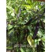 APS Black Cayenne Pepper Seeds