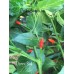 Donni Sali Pepper Seeds 